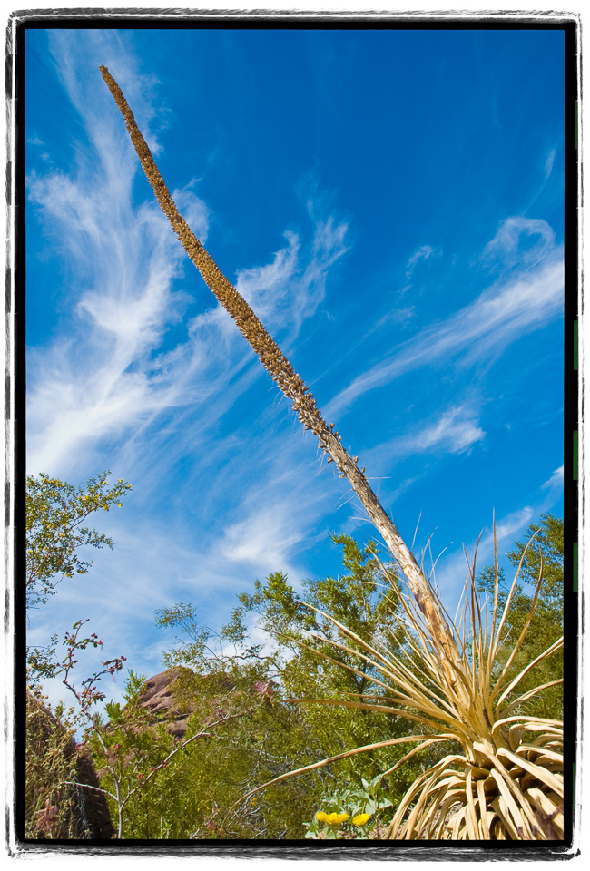 Yucca-And-Sky.jpg