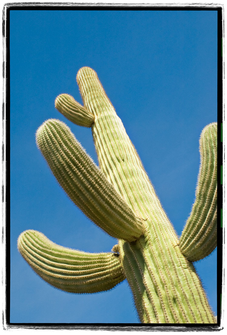 The-Standard-Cactus.jpg