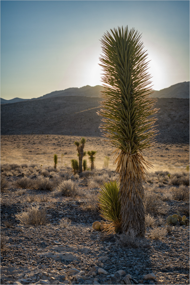 Backlit-By-The-Retreating-Sun.jpg