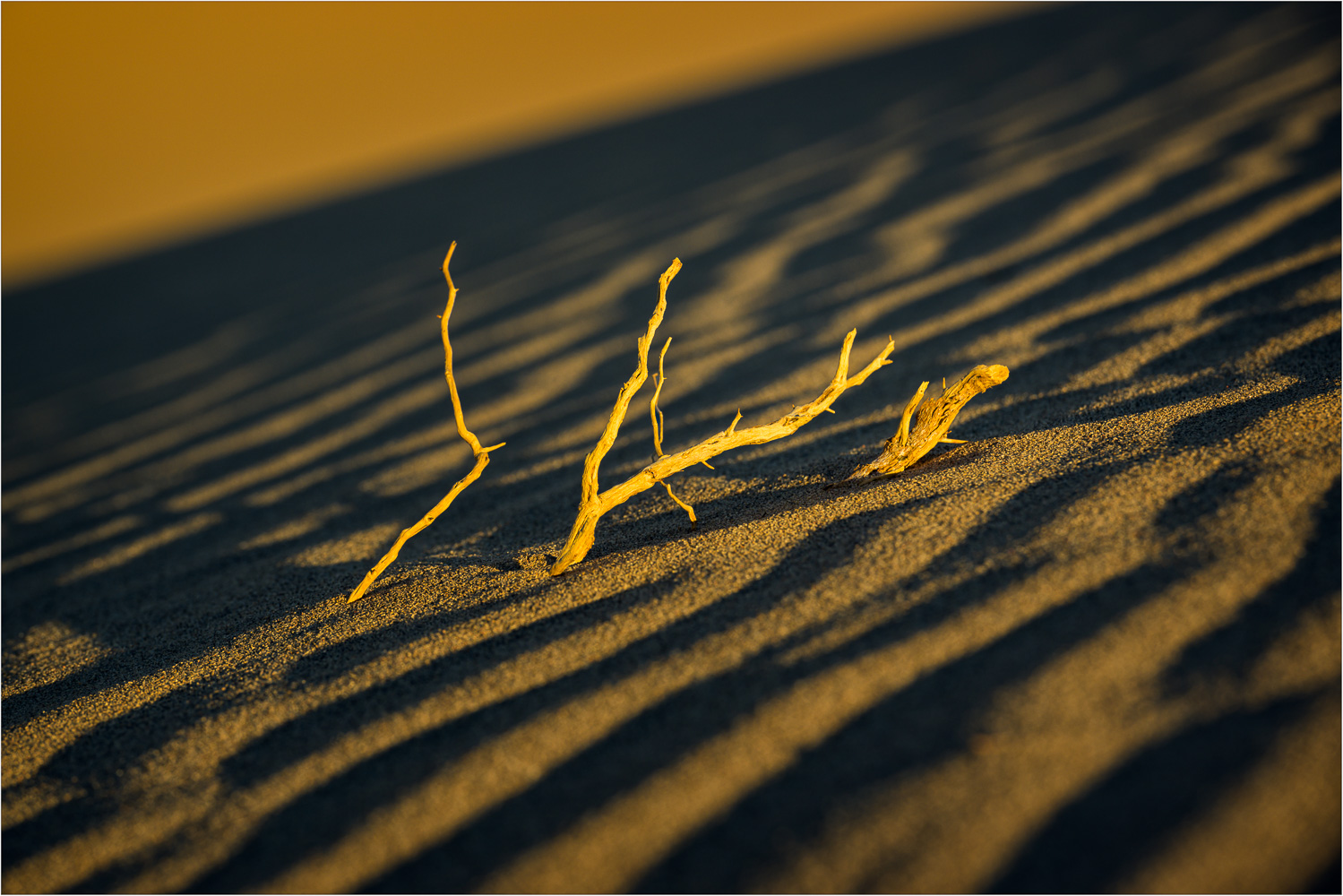 Burined-In-The-Rippling-Dune.jpg