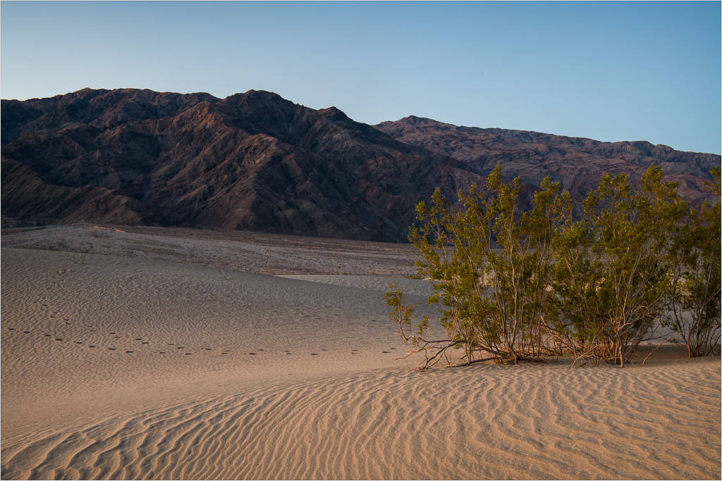 Desert-Flora.jpg