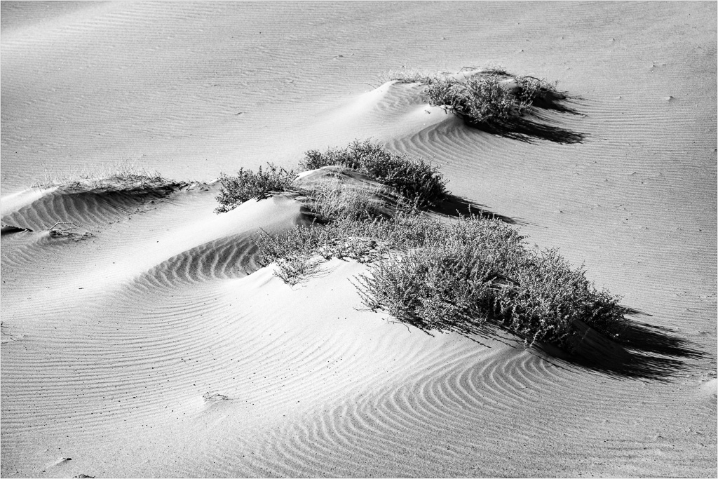 Scrubgrass-And-Shadows.jpg