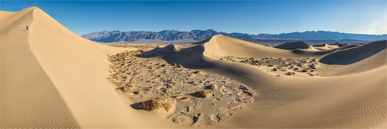 Sweeping-Lines-Of-Mesquite.jpg