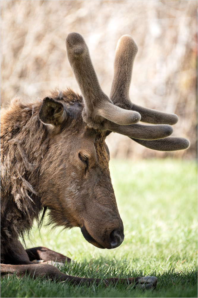 Elk-Nap-Time.jpg