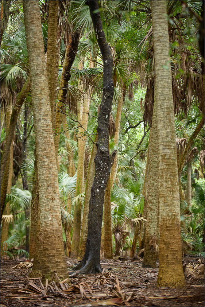 A-Standout-In-The-Forest-Of-Palms.jpg