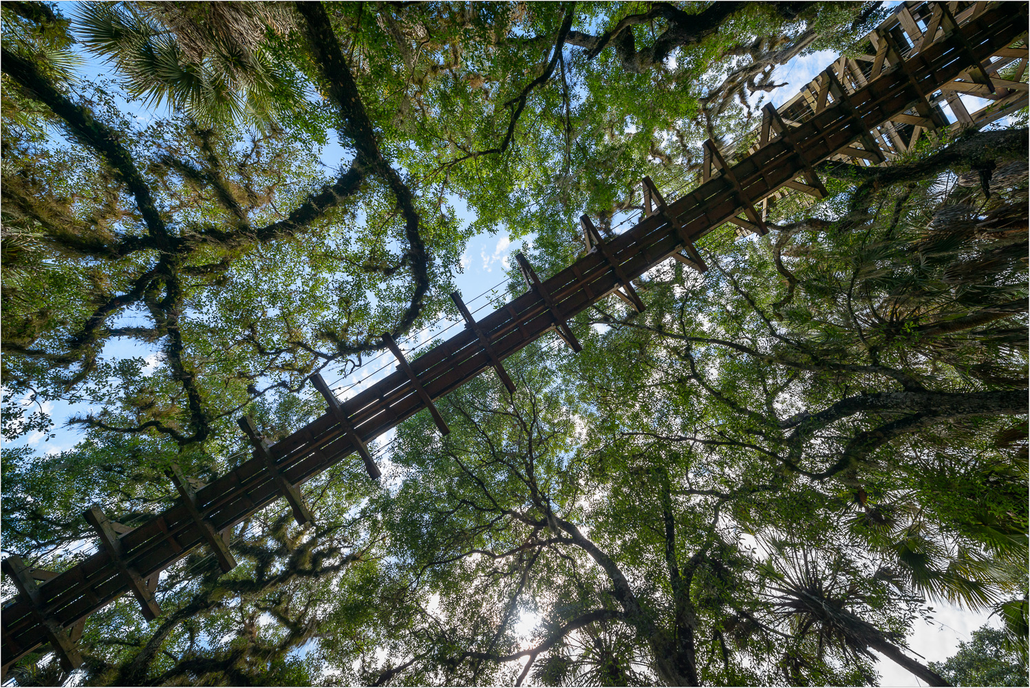 A-Walkway-In-The-Treetops.jpg