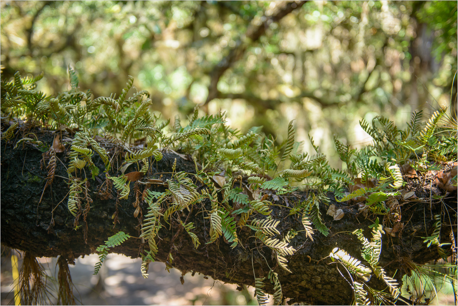 Fern-Tree.jpg