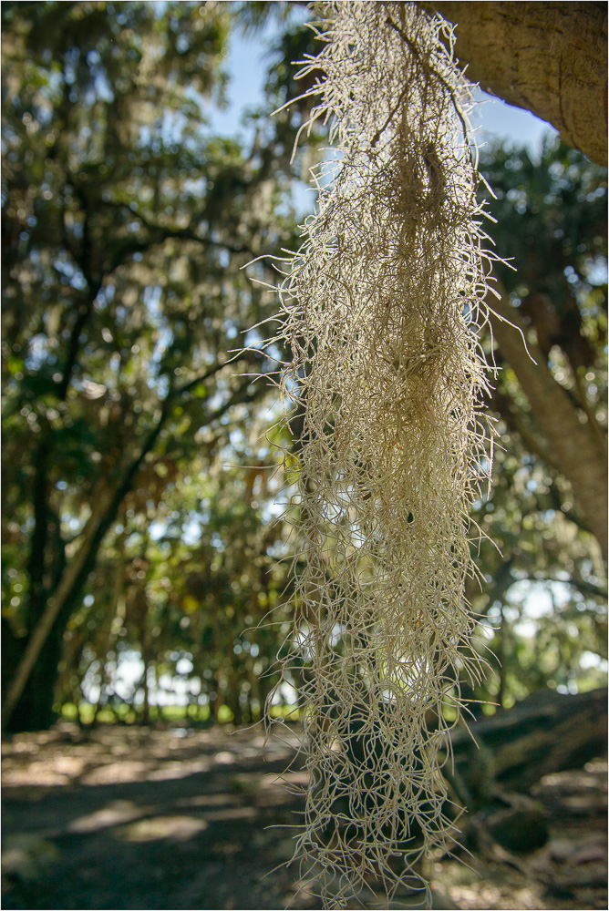 For-The-Love-Of-Spanish-Moss.jpg