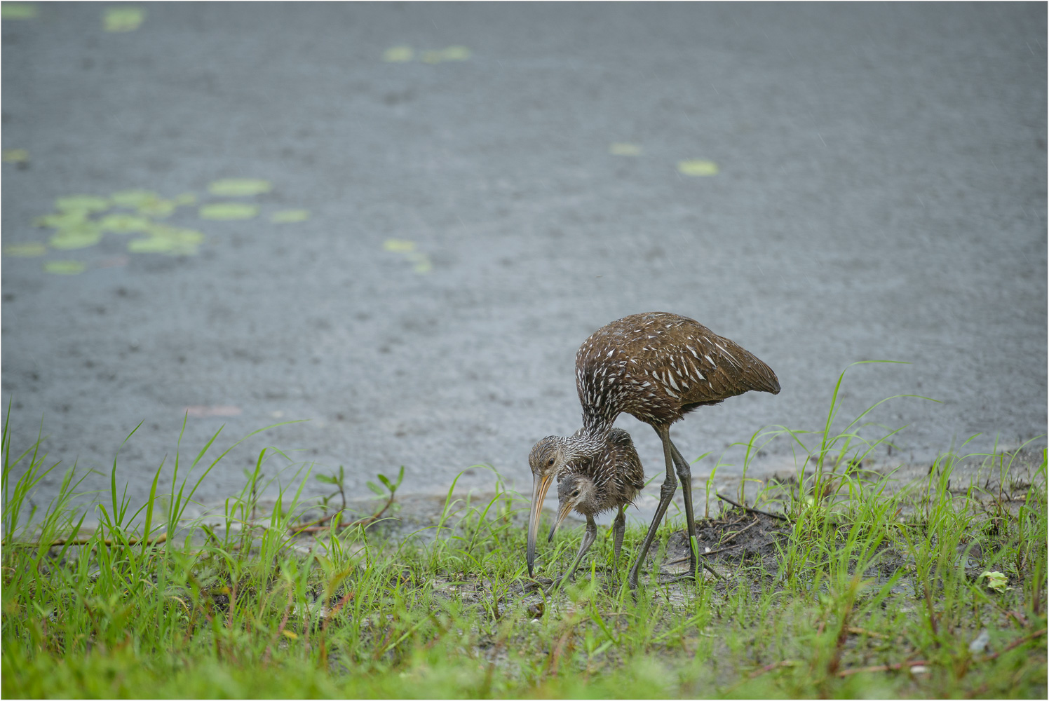 Mama-Limpkin-And-Child.jpg