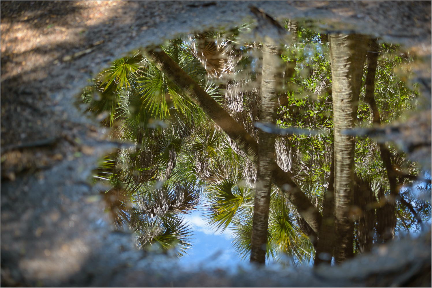 Paradise-In-A-Puddle.jpg