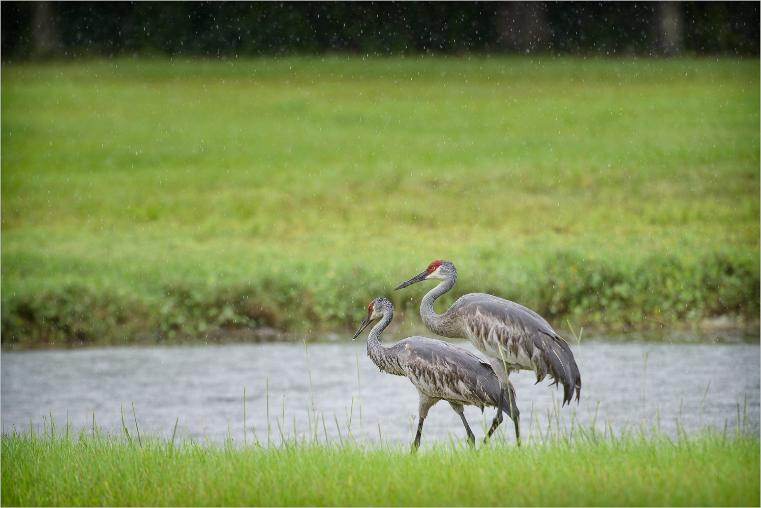 Sandhills-In-The-Rain.jpg