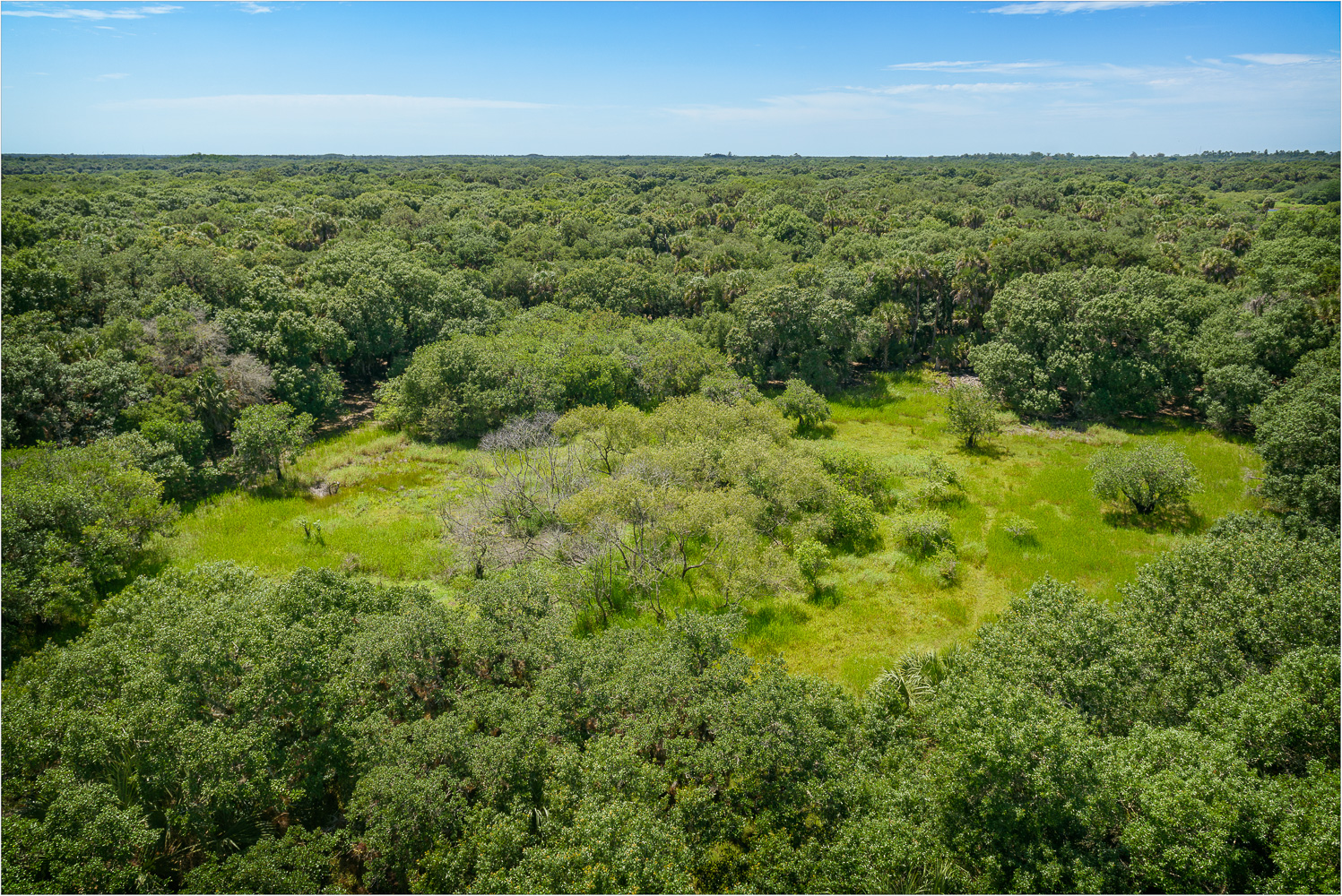 The-Woods-Of-Lake-Myakka-Park.jpg