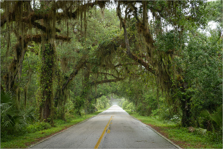 Arched-In-Spanish-Moss.jpg