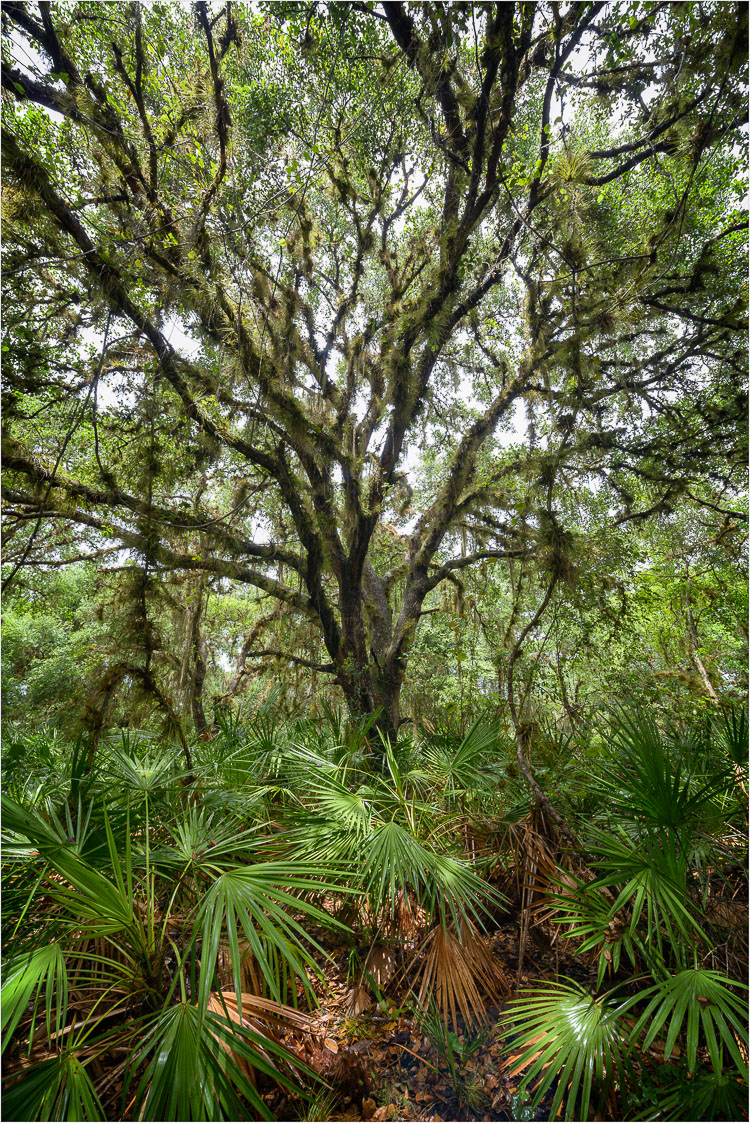 Moss-And-Palms.jpg