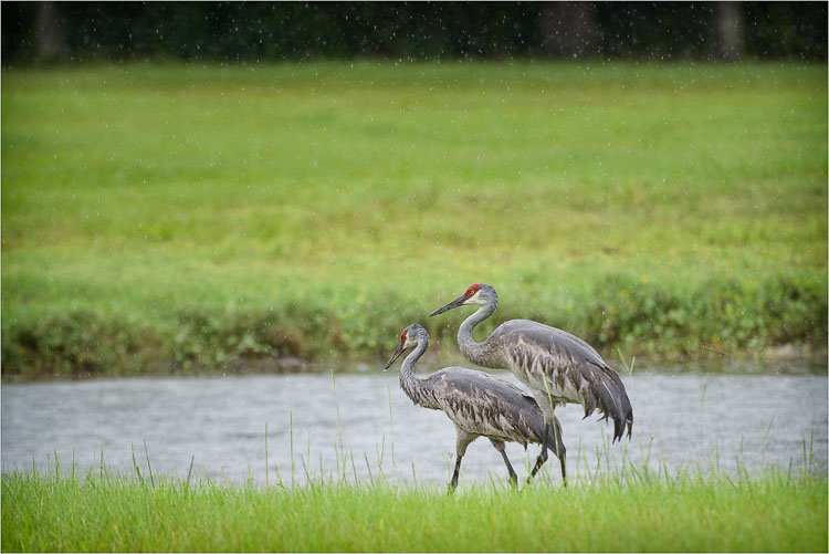 Sandhills-In-The-Rain.jpg