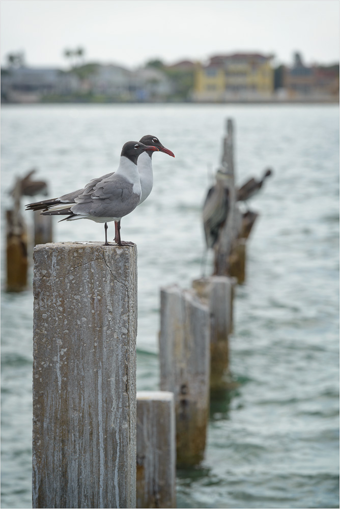 Pier-Pals.jpg