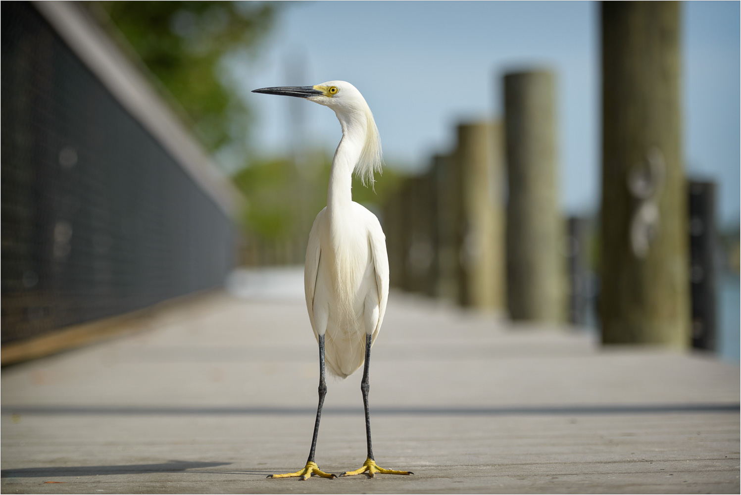 The-Dashing-Egret.jpg