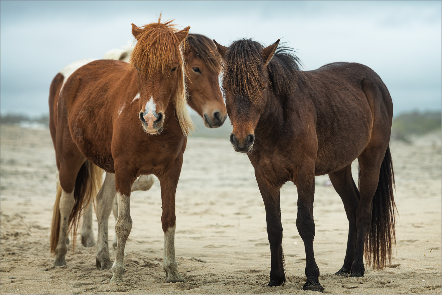 Equus-On-The-Beach.jpg