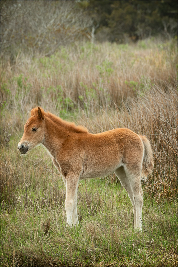 Assateague-Pony-Fuzz.jpg