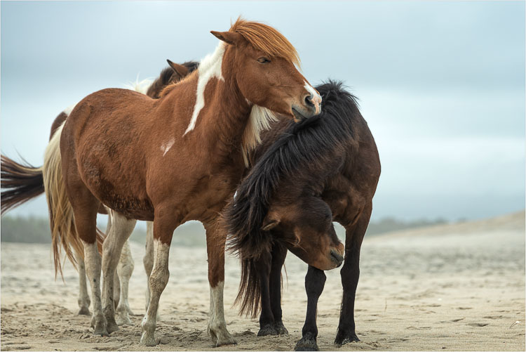 Beach-Ponies.jpg