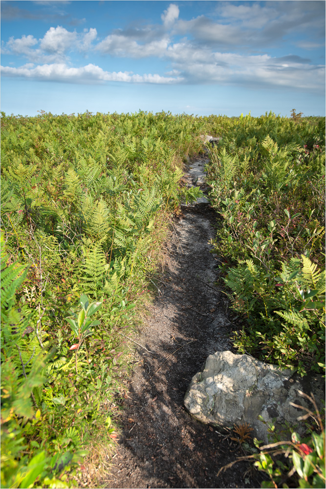 A-Path-Through-The-Ferns.jpg