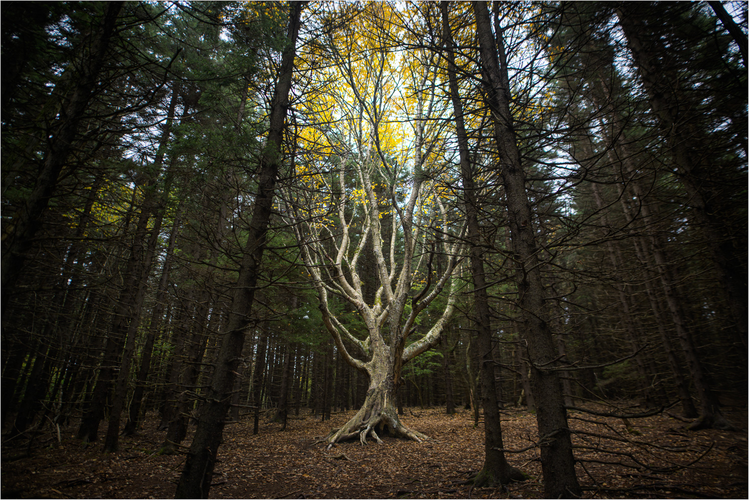 Alone-In-The-Grove.jpg