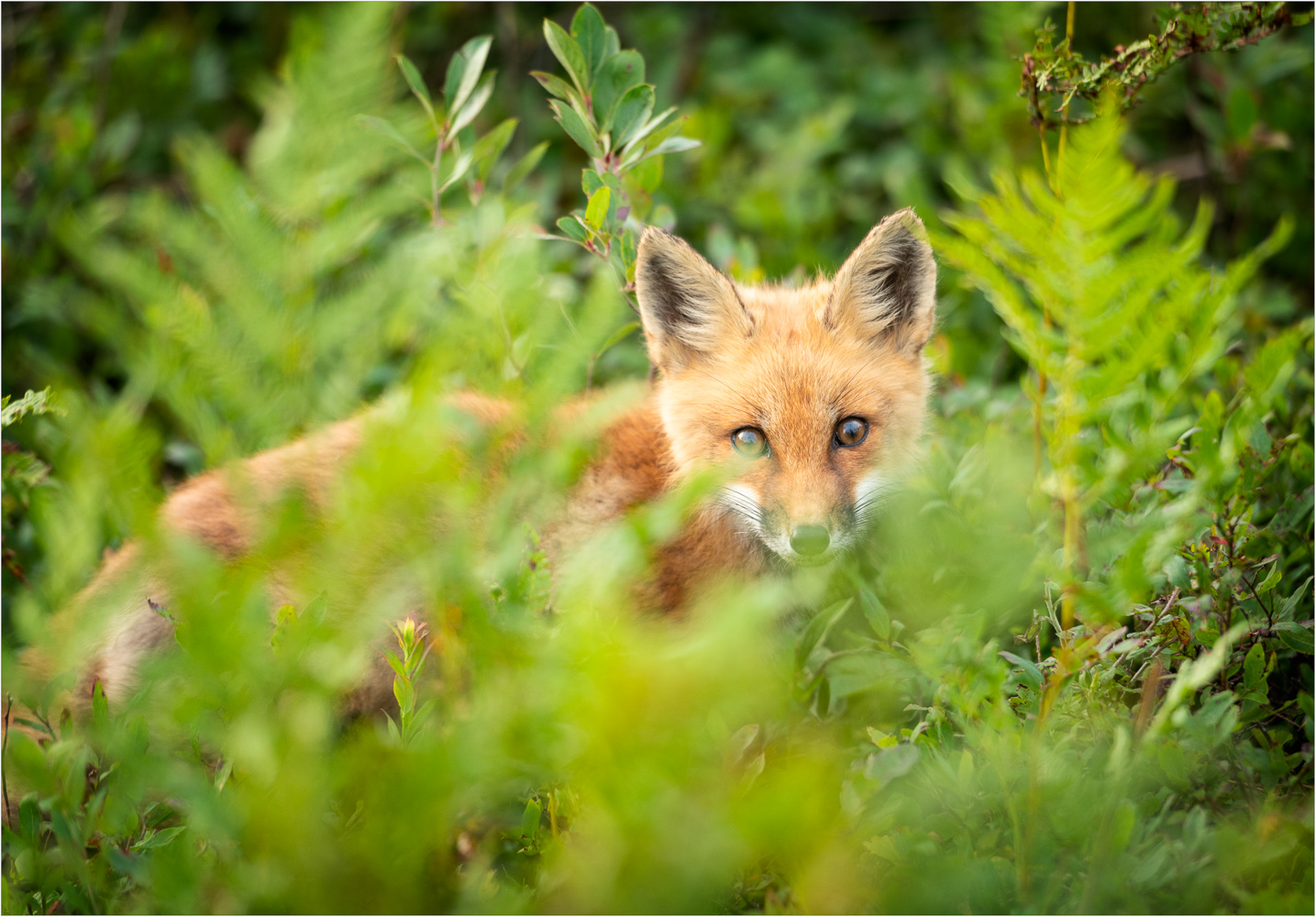 Inquisitive-And-Foxy.jpg