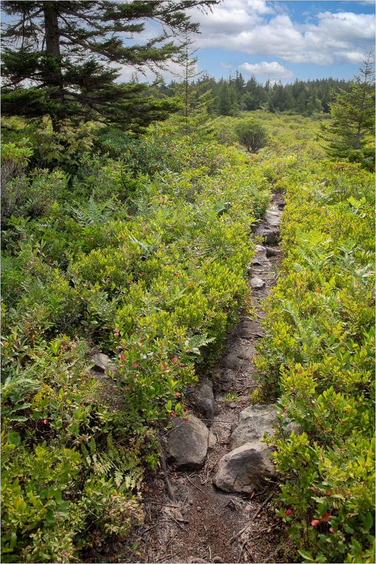 Dolly Sods Wilderness