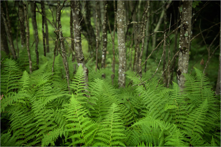 For-The-Love-Of-Ferns.jpg