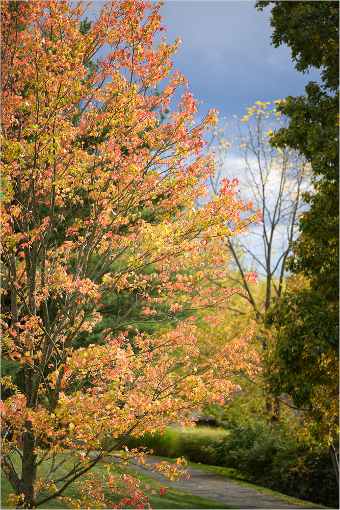 Autumn's-Vibrant-Display.jpg