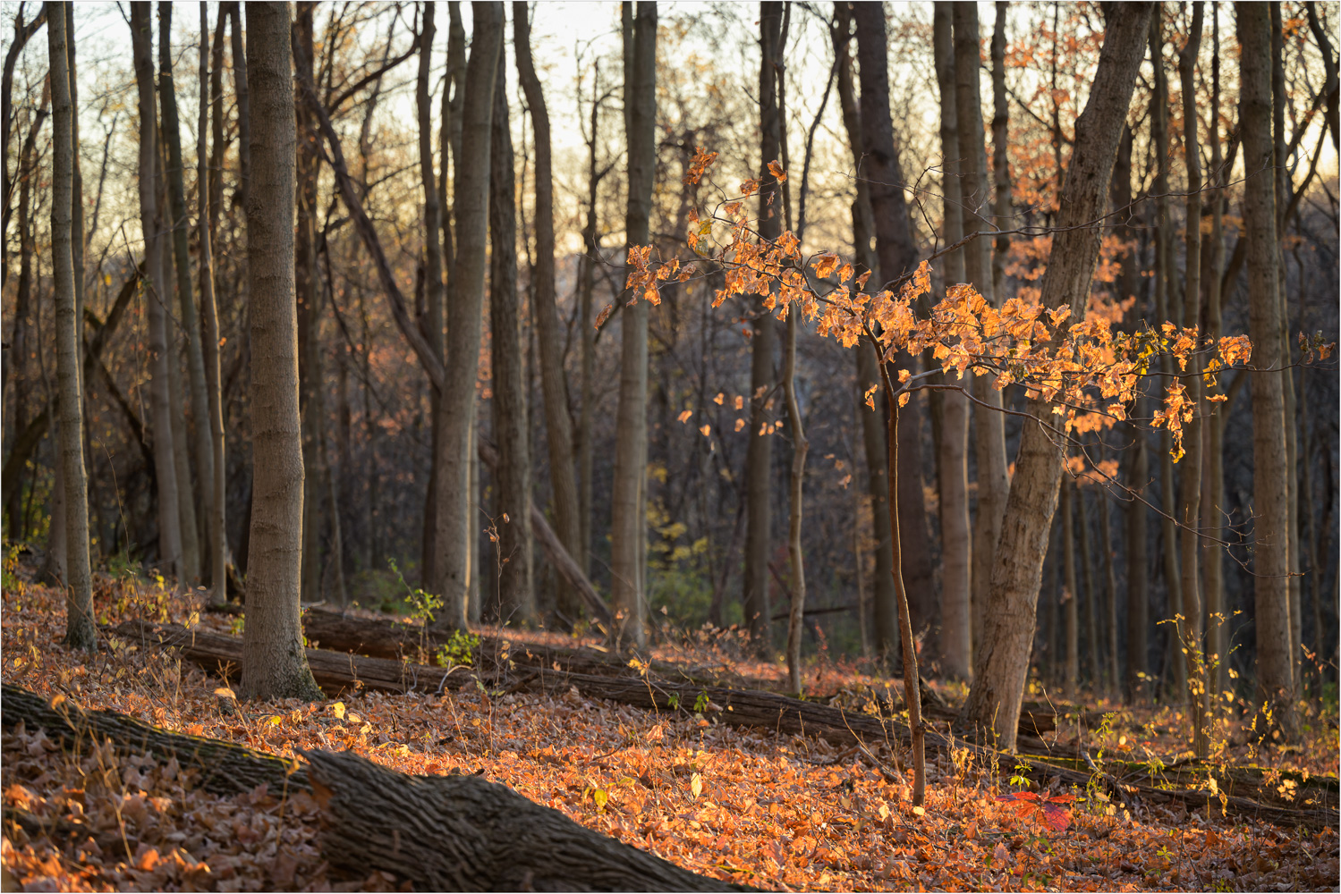 Autumn-Bragging-Rights.jpg