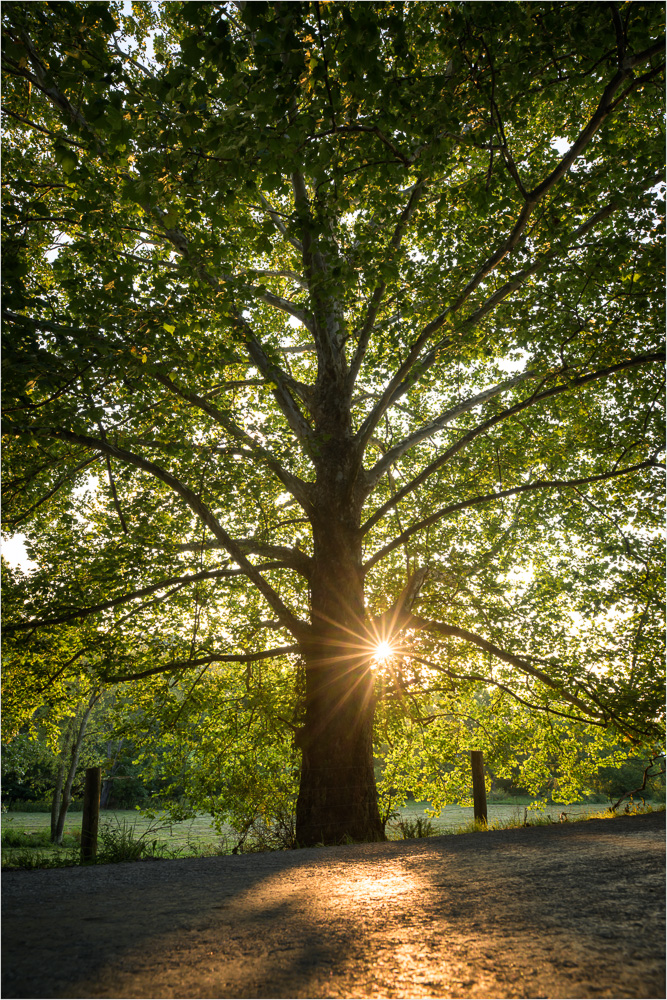 Backlighting-The-Elder-Sycamore.jpg