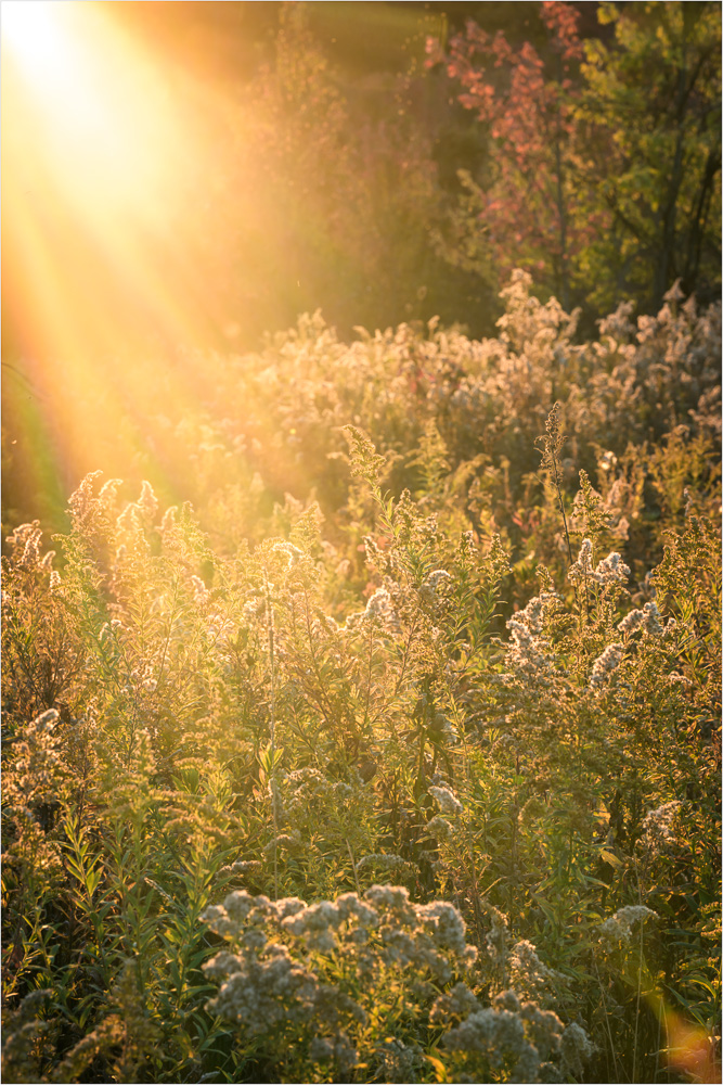 Beams-Of-Pure-Gold.jpg