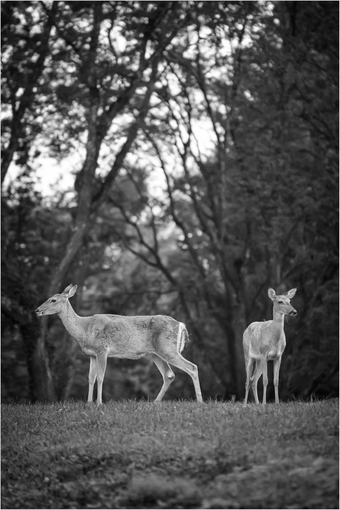 Duo-At-Dusk.jpg