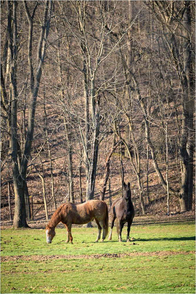 Field-Buddies.jpg