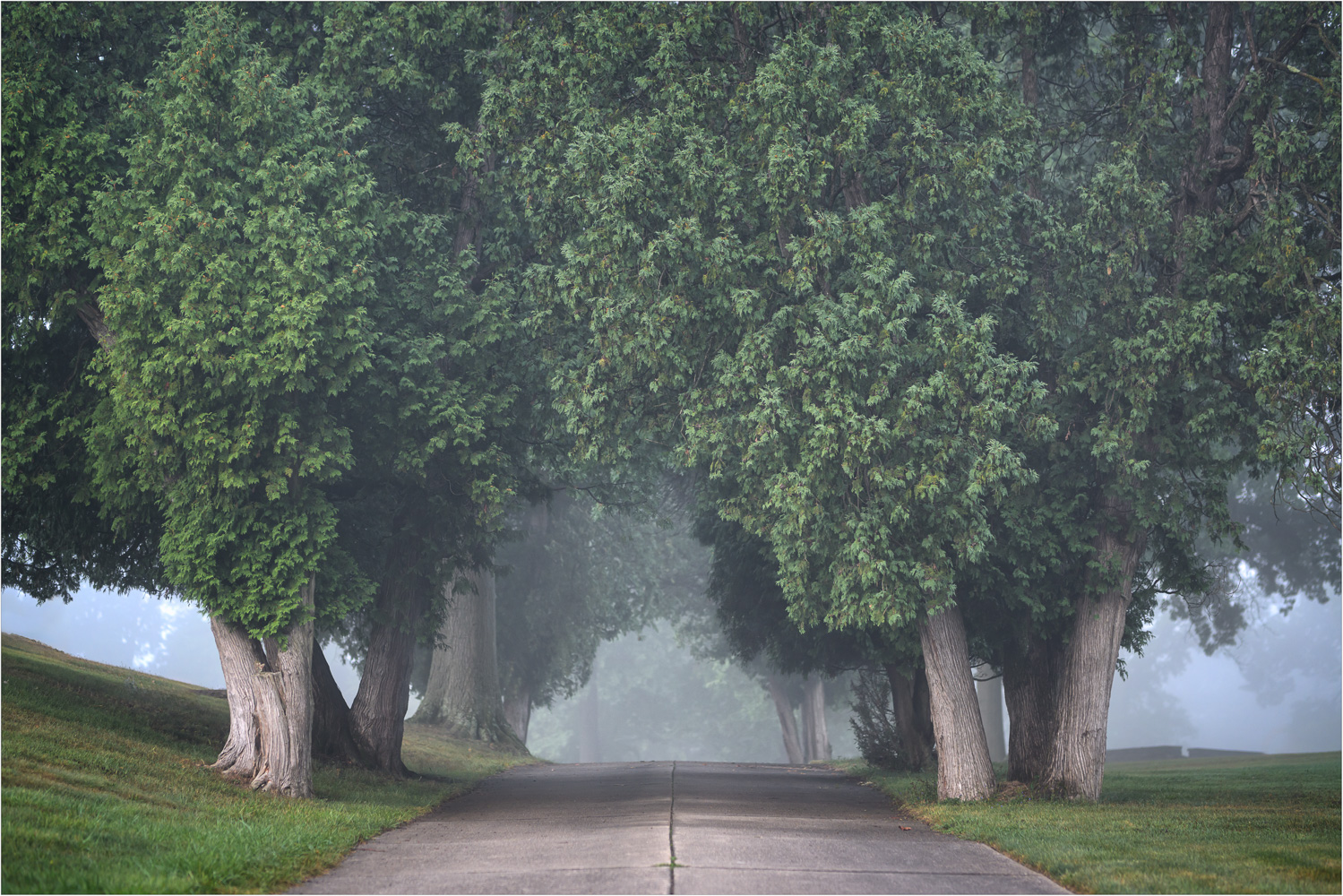 Foggy-Path-Through-The-Trees.jpg