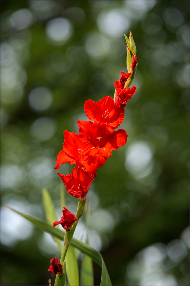 Gladiolus-The-Magnificent.jpg