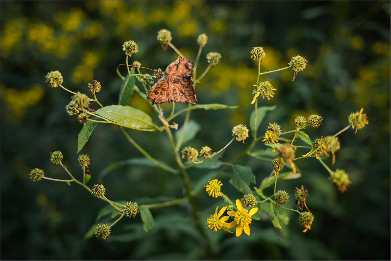 Landing-In-The-Arms-Of-The-Wingstem.jpg