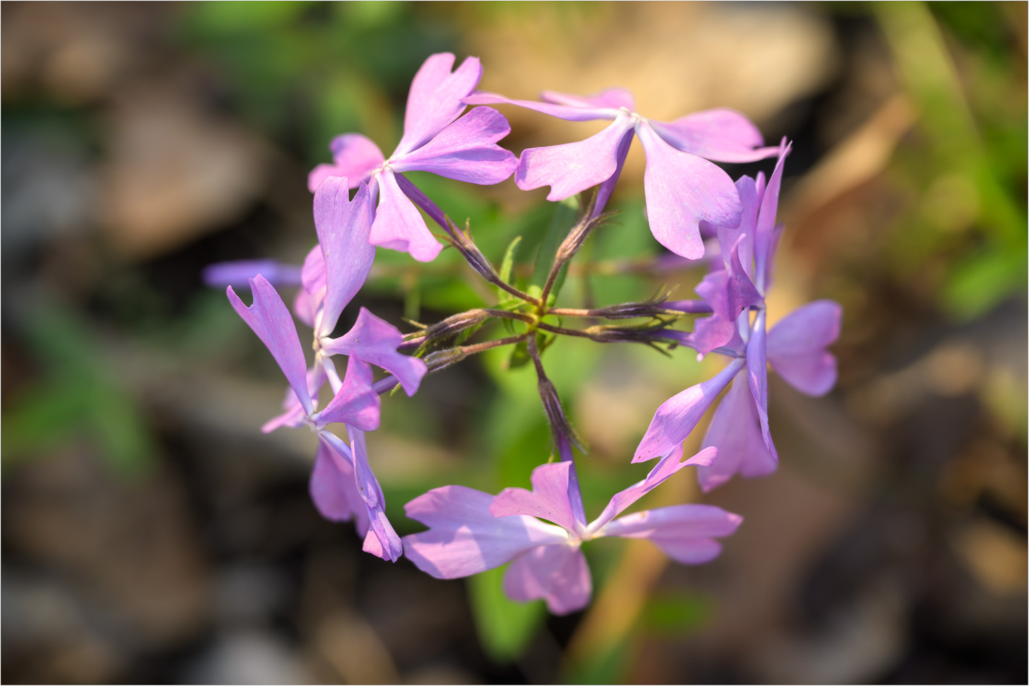 Phlox-Be-Poppin.jpg