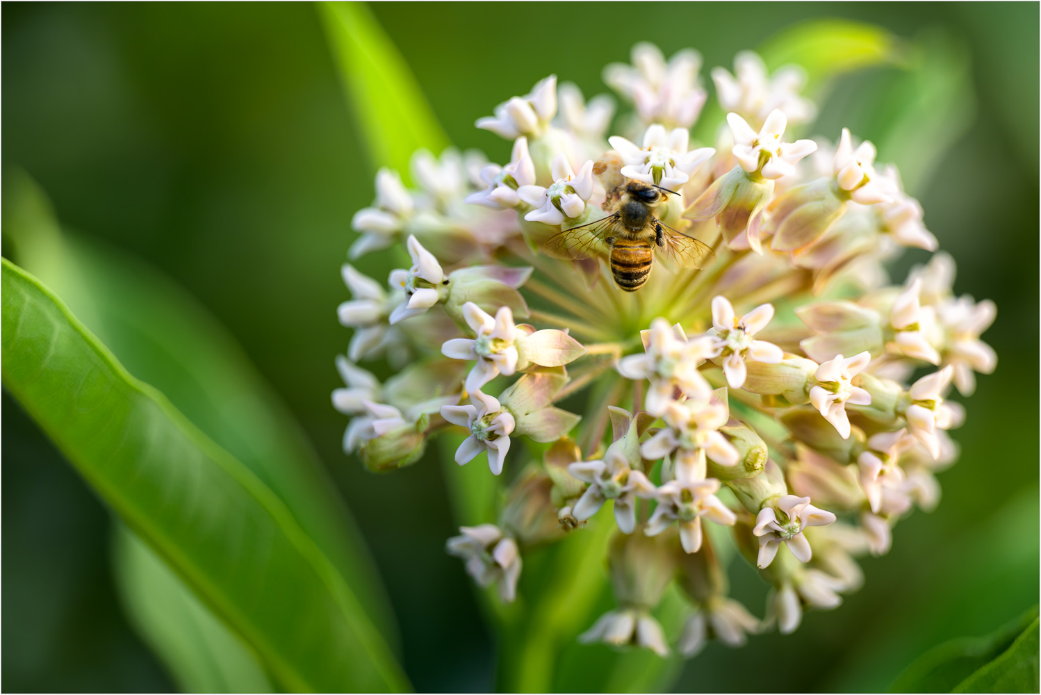 Riding-Out-That-Nectar-Buzz.jpg