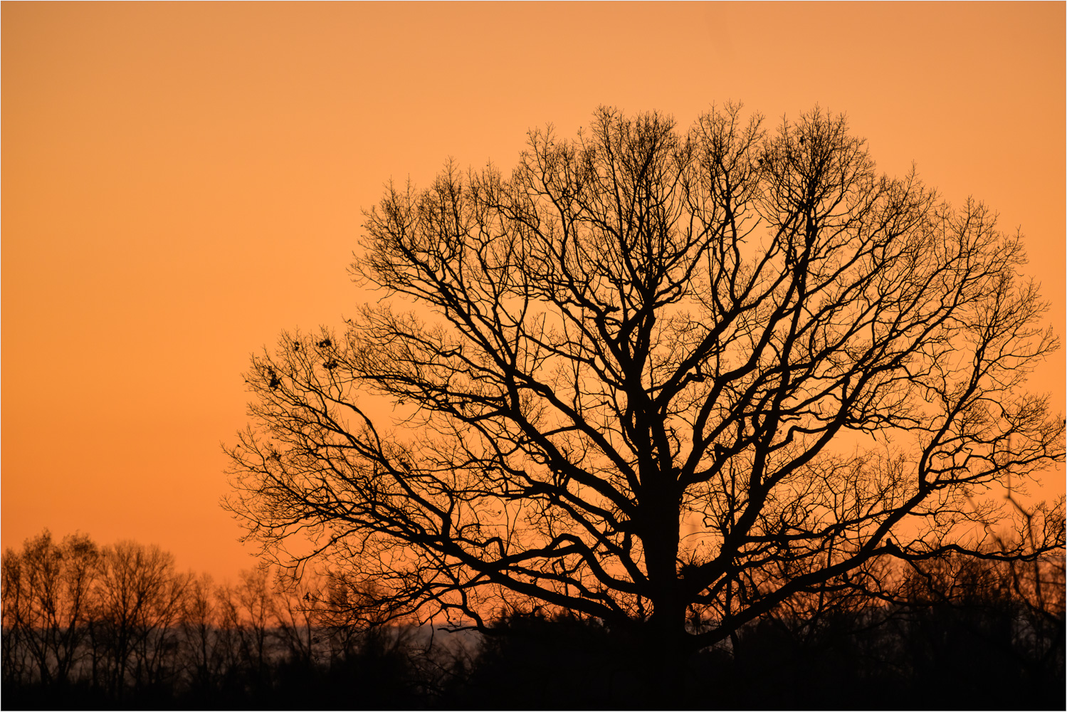 Roots-In-A-Tangerine-Dreamscape.jpg