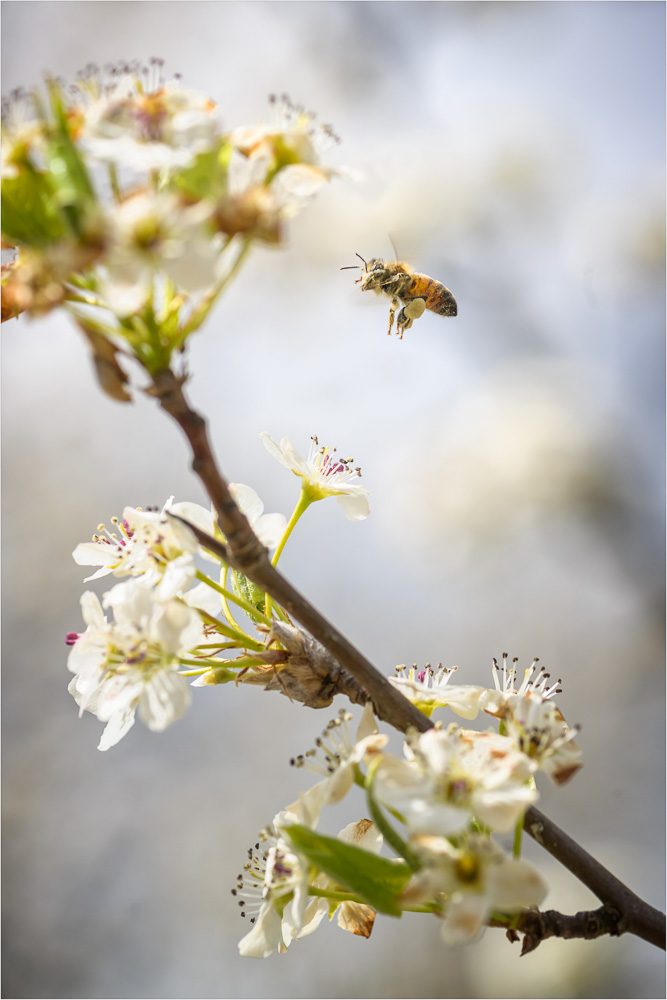 Springtime-Feast.jpg