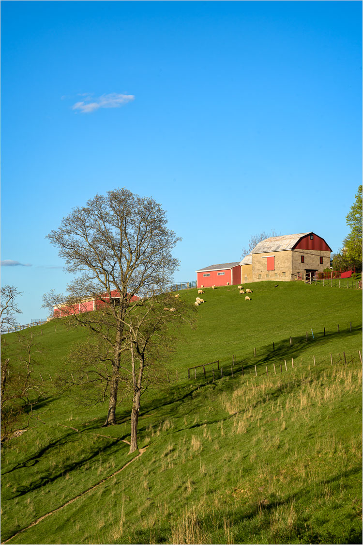 Grazing-In-Golden-Light.jpg