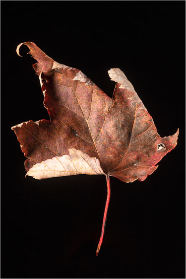 Homage To The Fallen