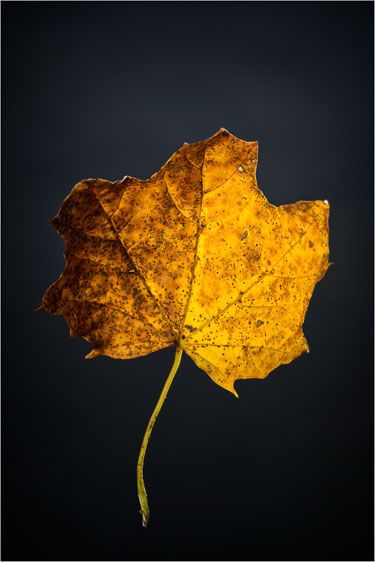 Homage To The Fallen
