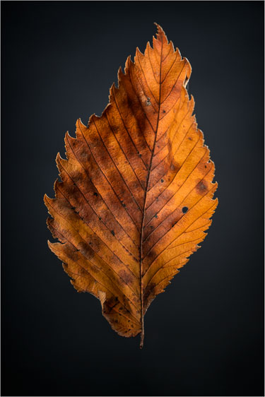 Homage To The Fallen