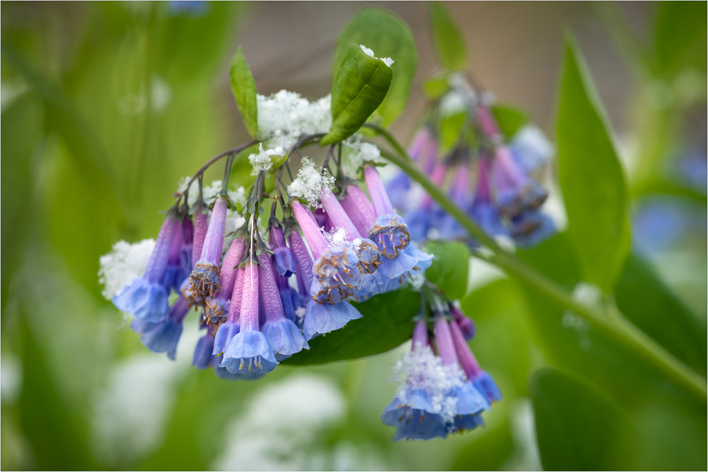 Frosty-Bluebells.jpg