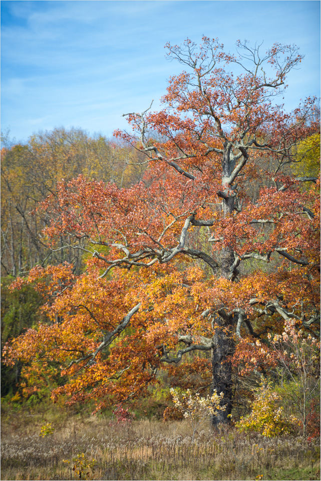 Grizzled-Autumn.jpg