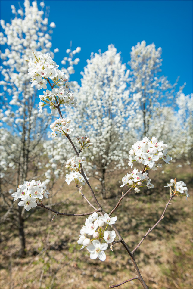 Grove-Of-Blossoms.jpg