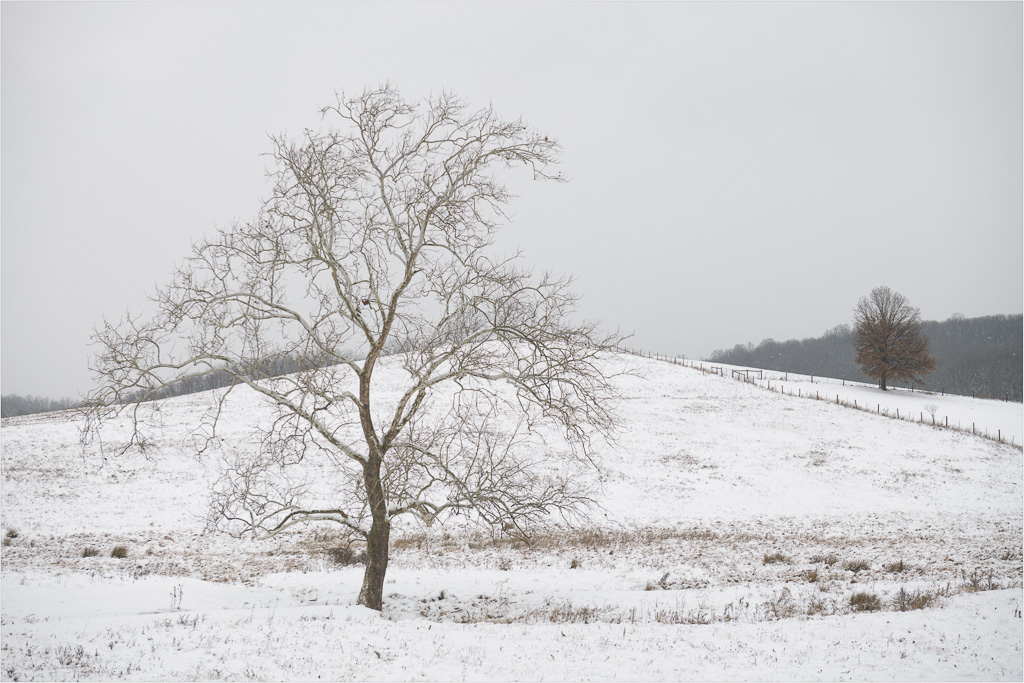 Leafless-In-Winter.jpg